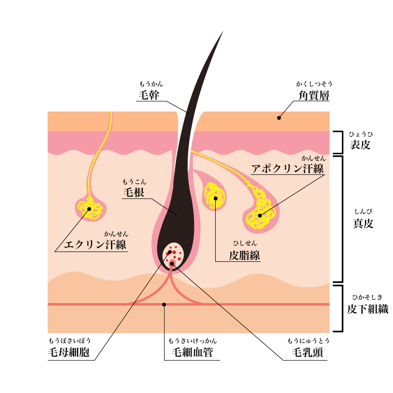 汗腺の説明画像